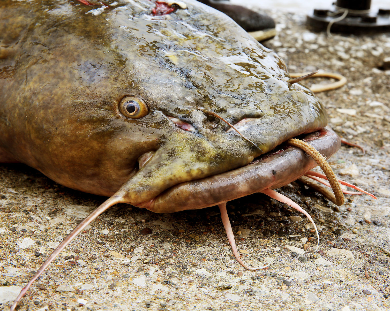 Big catfish